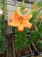 [5029 Montebello No01.JPG]